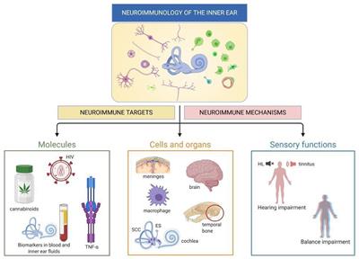 Editorial: Neuroimmunology of the Inner Ear